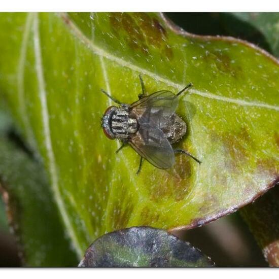 Eristalis tenax: Animal in habitat Garden in the NatureSpots App