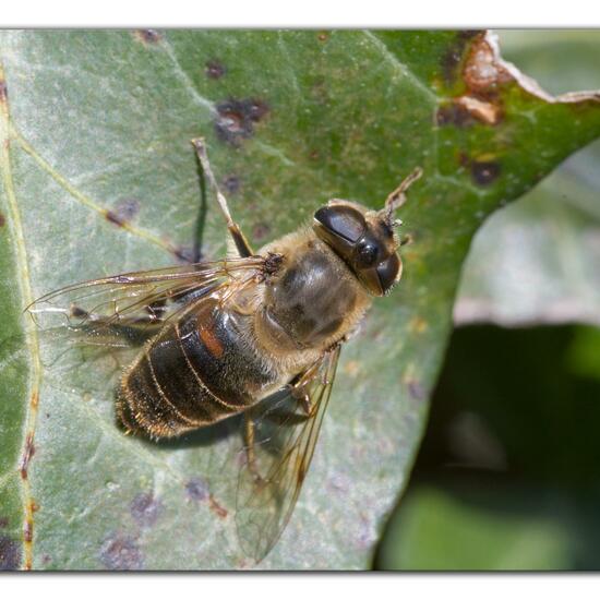 Eristalis tenax: Animal in habitat Garden in the NatureSpots App