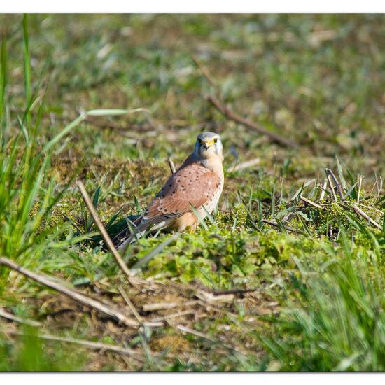 Common Kestrel: Animal in habitat Agriculture in the NatureSpots App