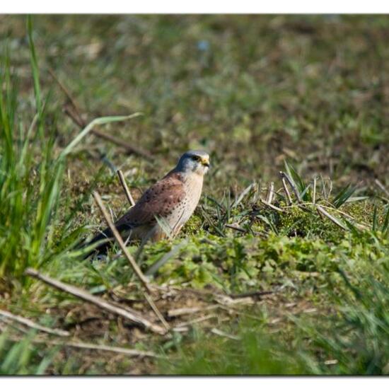 Common Kestrel: Animal in habitat Agriculture in the NatureSpots App