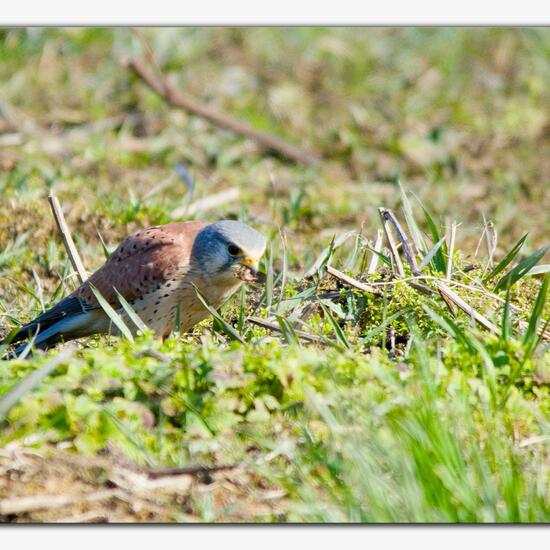 Common Kestrel: Animal in habitat Agriculture in the NatureSpots App