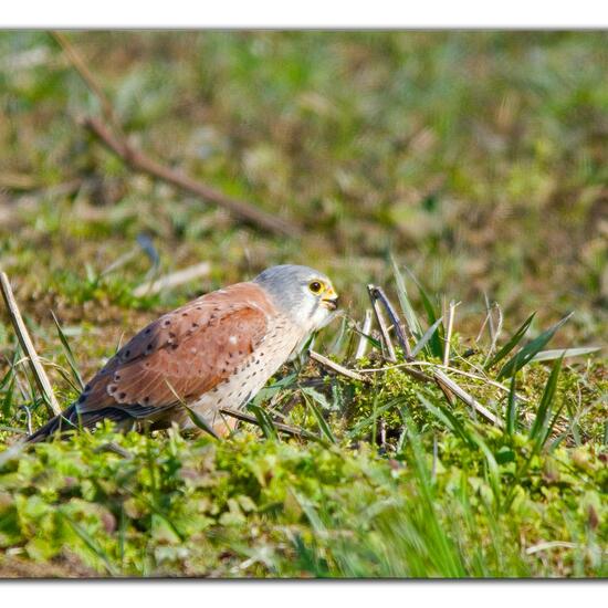 Common Kestrel: Animal in habitat Agriculture in the NatureSpots App