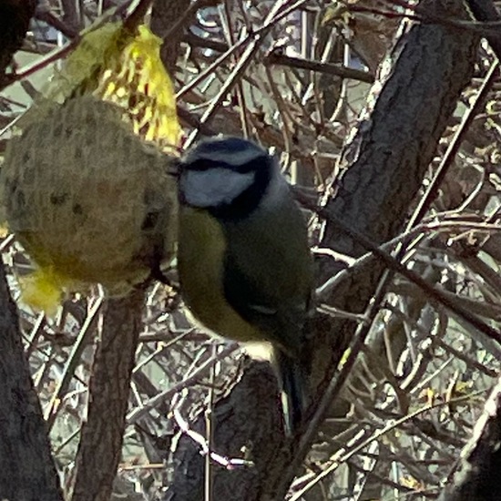 Cyanistes caeruleus: Animal in habitat Garden in the NatureSpots App