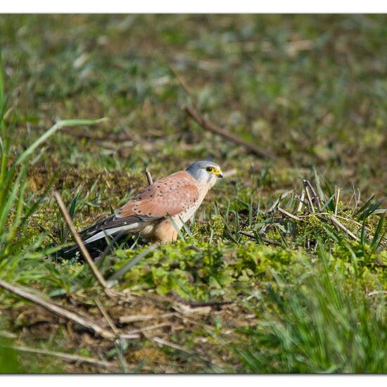 Common Kestrel: Animal in habitat Agriculture in the NatureSpots App