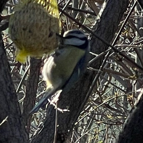 Cyanistes caeruleus: Animal in habitat Garden in the NatureSpots App