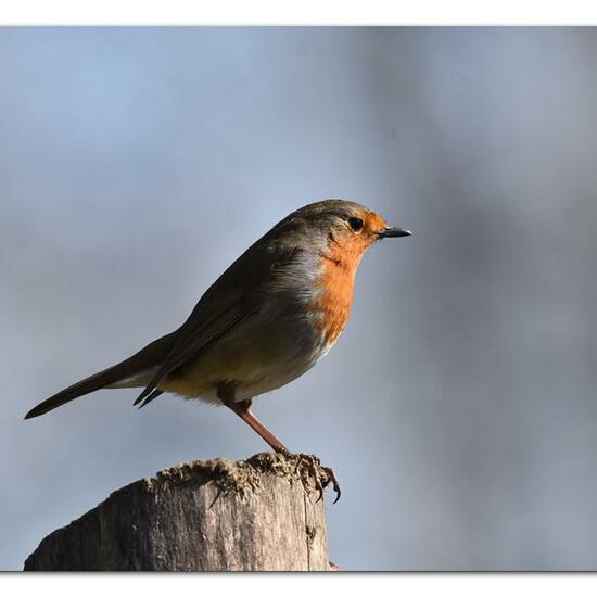 European robin: Animal in nature in the NatureSpots App