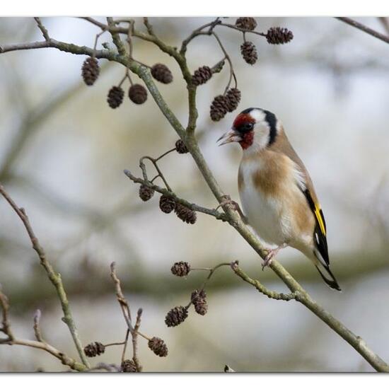 European Goldfinch: Animal in habitat Backyard in the NatureSpots App
