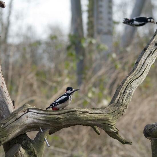 Great Spotted Woodpecker: Animal in habitat Garden in the NatureSpots App