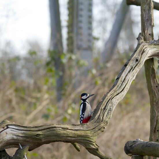 Great Spotted Woodpecker: Animal in habitat Garden in the NatureSpots App
