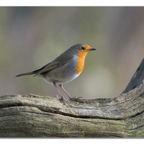European robin: Animal in nature in the NatureSpots App