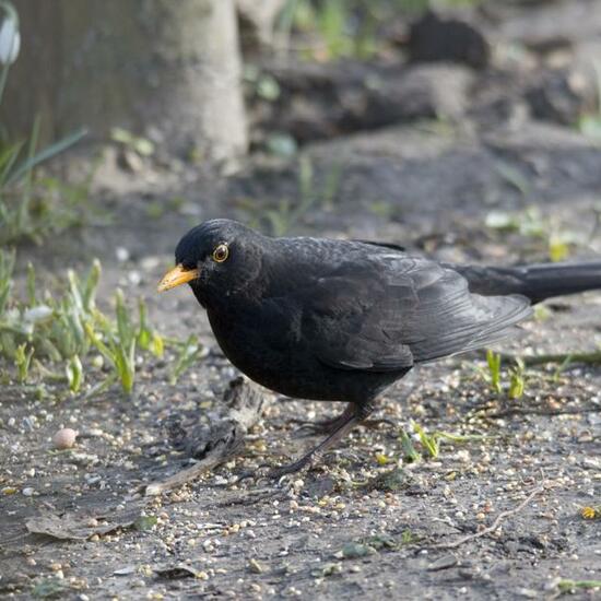 Common blackbird: Animal in habitat Backyard in the NatureSpots App