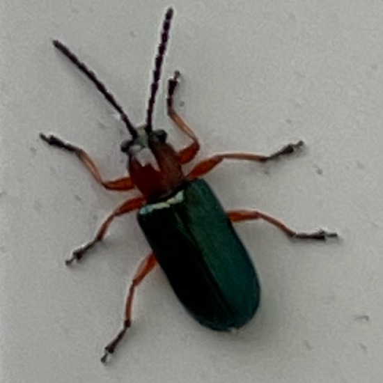 Cereal leaf beetle: Animal in habitat Backyard in the NatureSpots App