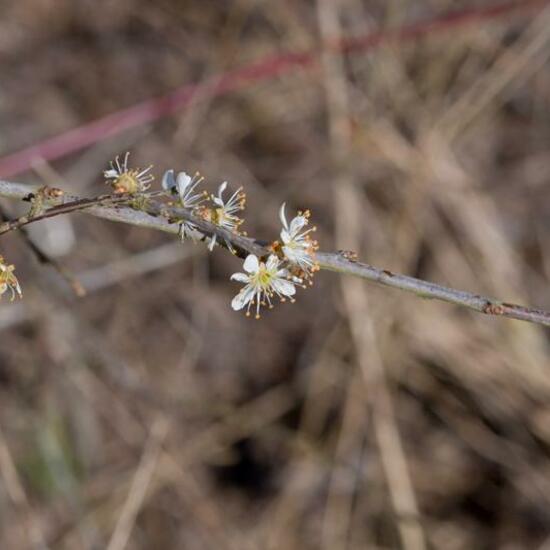 Prunus spinosa: Plant in habitat Grassland in the NatureSpots App