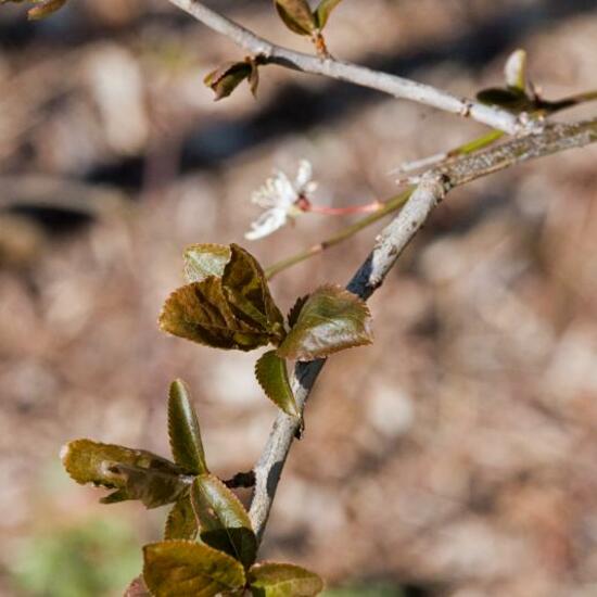 Prunus spinosa: Plant in nature in the NatureSpots App