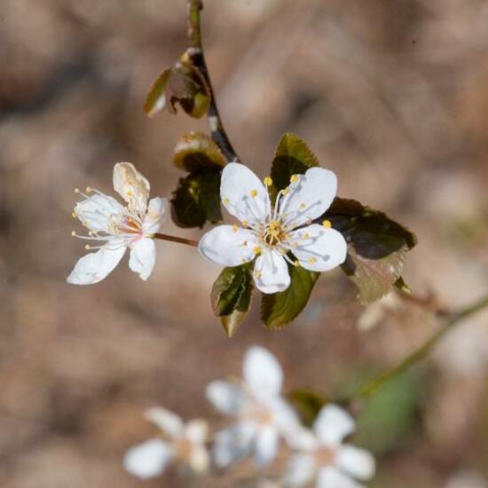 Prunus spinosa: Plant in nature in the NatureSpots App