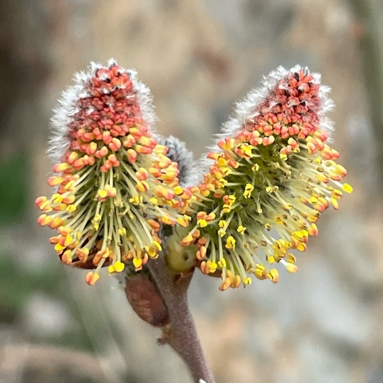 Salix purpurea: Plant in habitat Backyard in the NatureSpots App