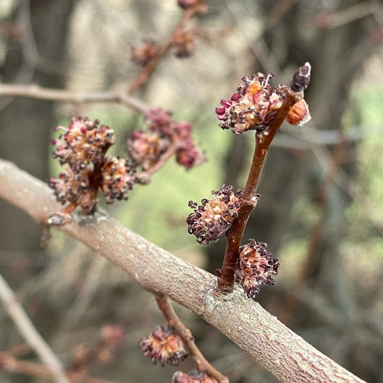 Ulmus minor: Plant in habitat Agricultural habitat in the NatureSpots App