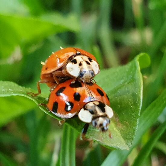 Coccinella magnifica: Animal in nature in the NatureSpots App