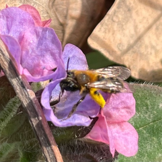 Andrena bicolor: Animal in habitat Park in the NatureSpots App