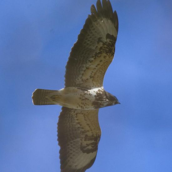 Common Buzzard: Animal in habitat Forest in the NatureSpots App