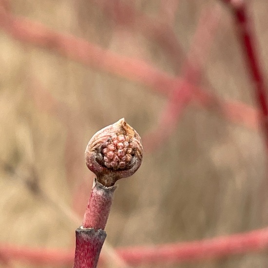 Cornus sericea: Plant in habitat Park in the NatureSpots App