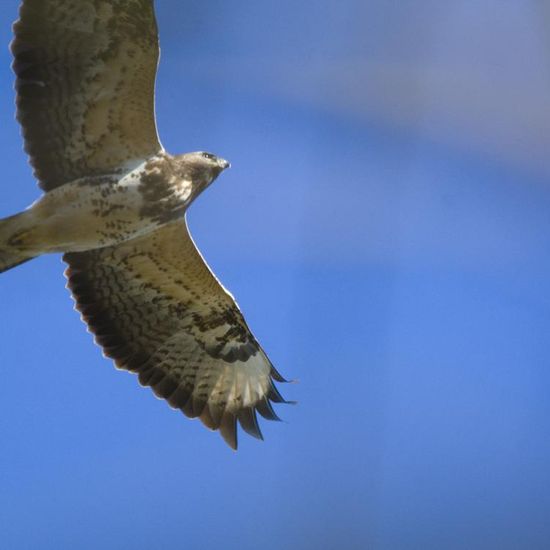 Common Buzzard: Animal in habitat Forest in the NatureSpots App