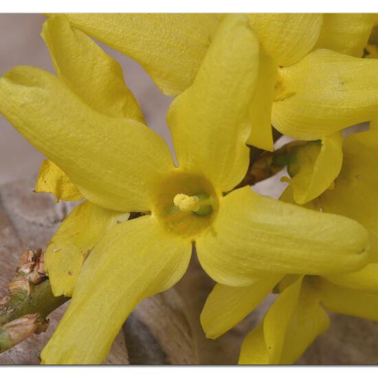 Forsythia mira: Plant in habitat Garden in the NatureSpots App