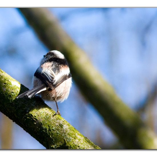 Schwanzmeise: Tier im Habitat Landwirtschaftliche Wiese in der NatureSpots App