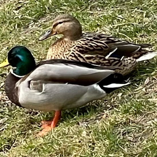 Mallard: Animal in habitat Park in the NatureSpots App