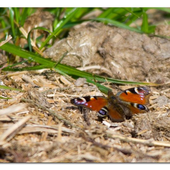 Pieris rapae: Animal in habitat Grassland in the NatureSpots App