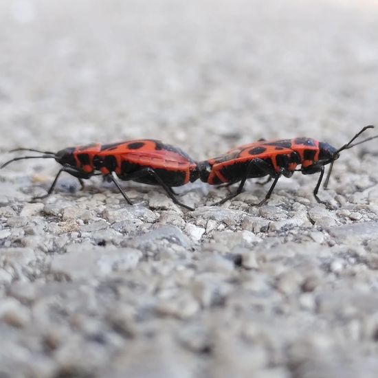 Firebug: Animal in habitat Road or Transportation in the NatureSpots App