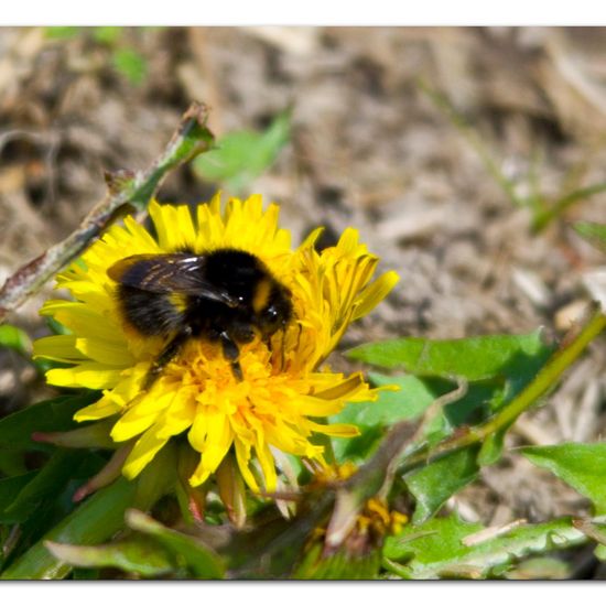 Early bumblebee: Animal in habitat Grassland in the NatureSpots App