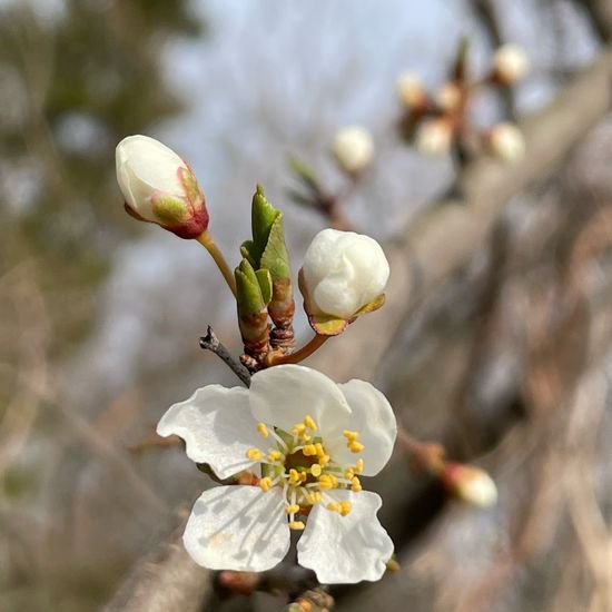 Prunus domestica subsp. insititia: Plant in habitat Garden in the NatureSpots App