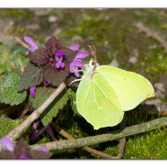 Gonepteryx rhamni: Animal in habitat Grassland in the NatureSpots App