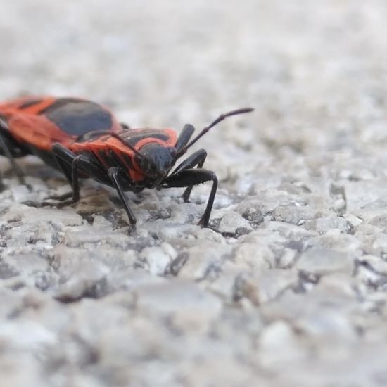 Firebug: Animal in habitat Road or Transportation in the NatureSpots App