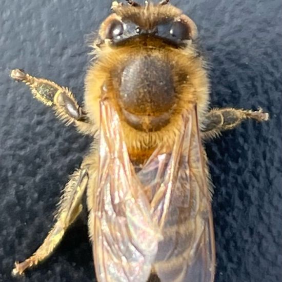 Honigbienen: Tier im Habitat Landwirtschaftliche Wiese in der NatureSpots App