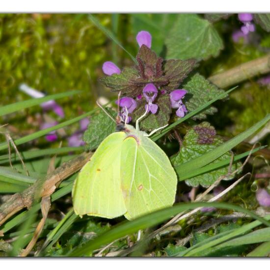 Gonepteryx rhamni: Animal in habitat Grassland in the NatureSpots App