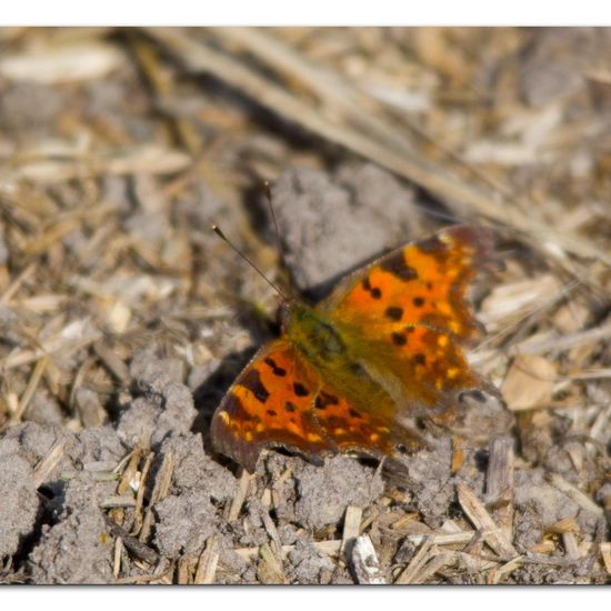 Polygonia c-album: Animal in habitat Grassland in the NatureSpots App