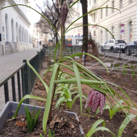 Fritillaria meleagris: Plant in habitat Guerilla gardening in the NatureSpots App