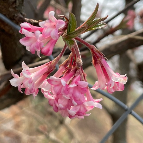 Viburnum farreri: Pflanze im Habitat Landwirtschaftliche Wiese in der NatureSpots App