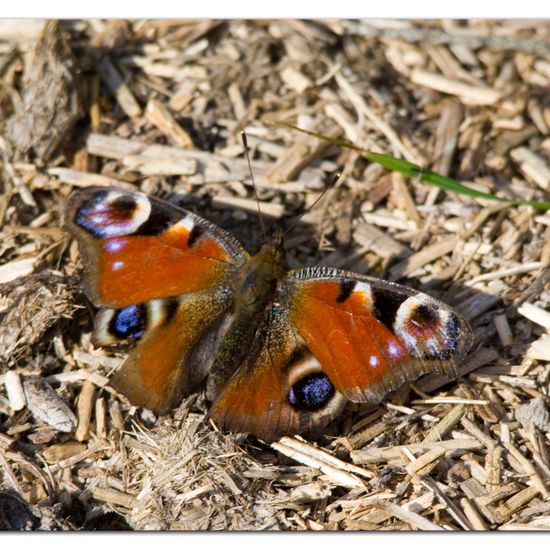 Aglais io: Animal in habitat Grassland in the NatureSpots App