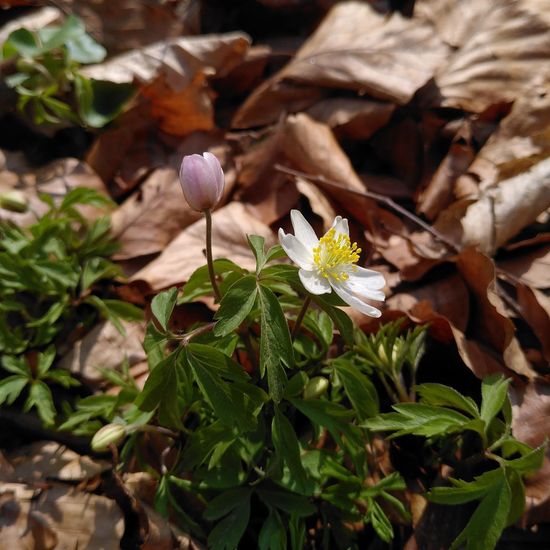 Anemone nemorosa: Plant in habitat Temperate forest in the NatureSpots App