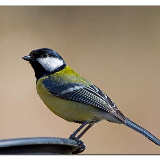 Great Tit: Animal in habitat Forest in the NatureSpots App