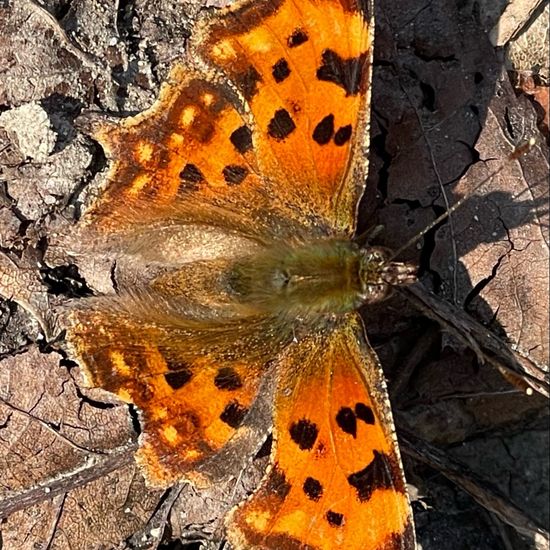 Polygonia c-album: Animal in habitat Shrubland in the NatureSpots App