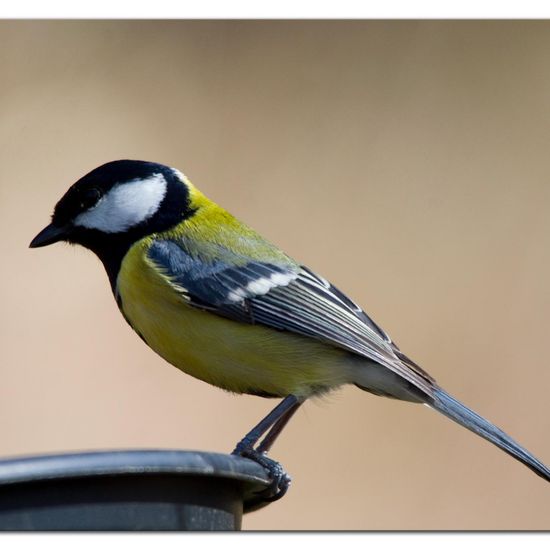 Great Tit: Animal in habitat Forest in the NatureSpots App