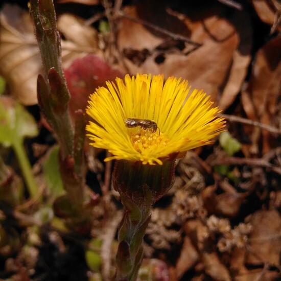 Tussilago farfara: Plant in habitat Temperate forest in the NatureSpots App