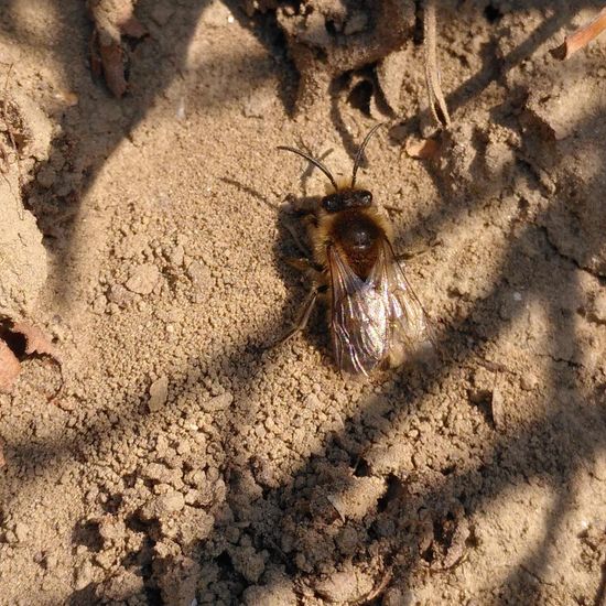 Colletes cunicularius: Animal in habitat Garden in the NatureSpots App