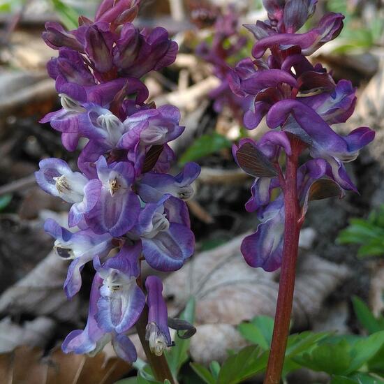 Corydalis cava: Plant in habitat Temperate forest in the NatureSpots App