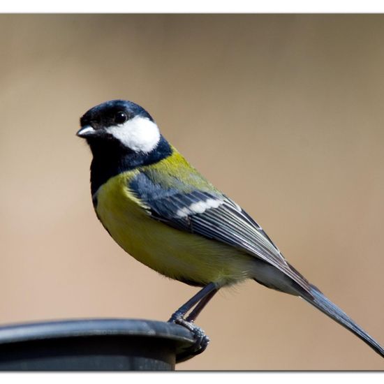 Great Tit: Animal in habitat Forest in the NatureSpots App