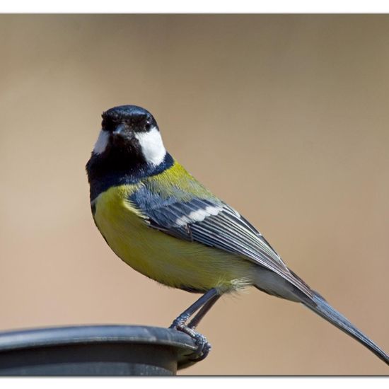 Great Tit: Animal in habitat Forest in the NatureSpots App